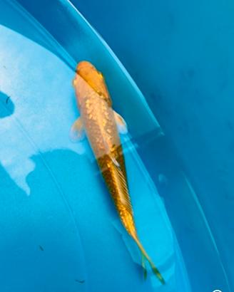 Carpe koi 6-13 cm