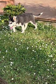 Siberian Husky