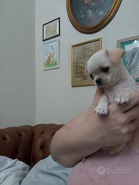 Cucciolo CHIHUAHUA