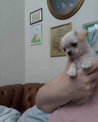 Cucciolo CHIHUAHUA