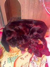 Cuccioli pastore tedesco