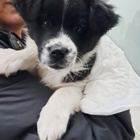 Cucciolo 50-55 giorni taglia medio-grande