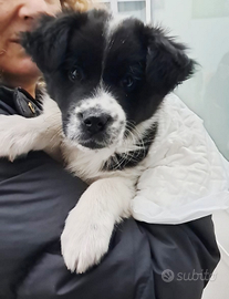 Cucciolo 50-55 giorni taglia medio-grande