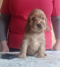 Cocker Spaniel Inglese - Cuccioli