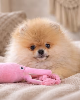 Pomerania / Spitz Nano Tedesco
