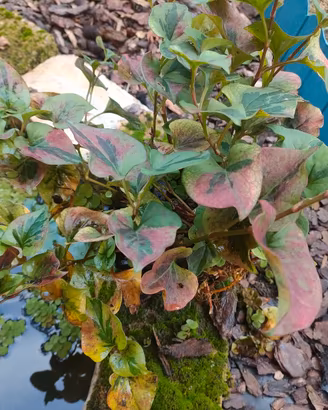 piante acquatiche