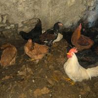 Vondo galli incroci brama e livornesi puri