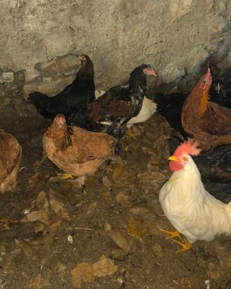 Vondo galli incroci brama e livornesi puri