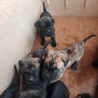 Cuccioli di cane corso