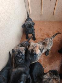 Cuccioli di cane corso
