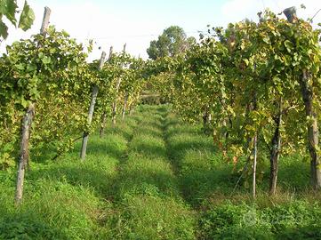 Vigneto in Pozzuoli (NA)