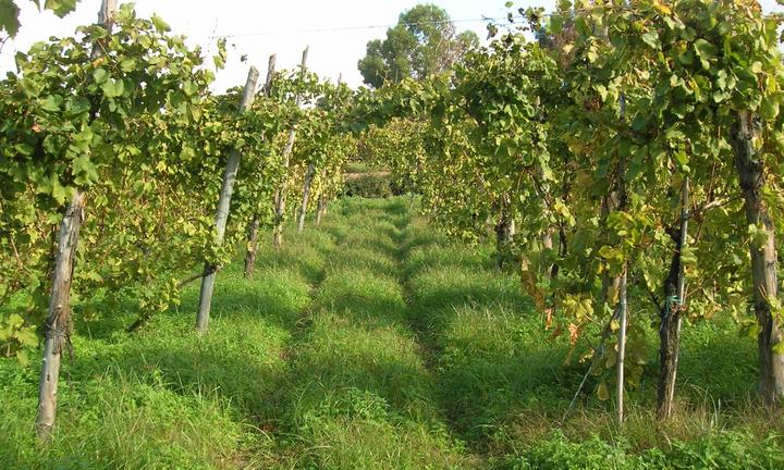 Vigneto in Pozzuoli (NA)