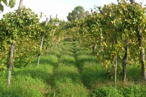 Vigneto in Pozzuoli (NA)