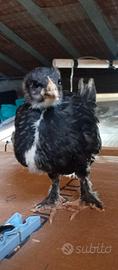 Pulcini marans