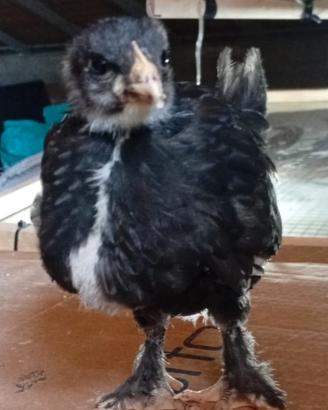Pulcini marans