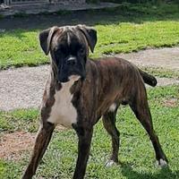 Boxer Cucciolone