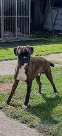 Boxer Cucciolone