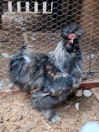 Gallo moroseta razza da compagnia nero da giardino