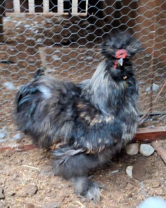 Gallo moroseta razza da compagnia nero da giardino