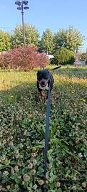 Cagnolina x cuccioli