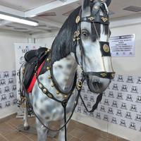 SELLA POTRERA CON  O SENZA ACCESSORI 