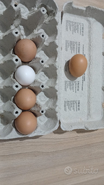 Uova di Galline ovaiole