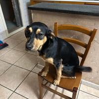 Cucciolo in adozione