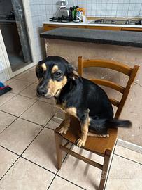 Cucciolo in adozione