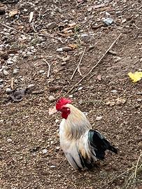 Animali