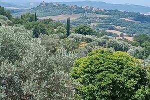 Terreno con olivi in Toscana