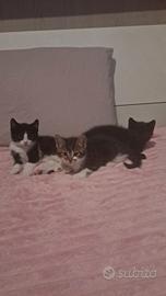 Cuccioli.gatti