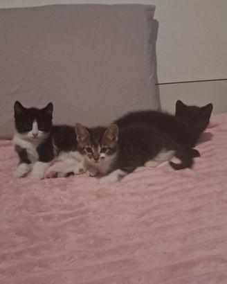 Cuccioli.gatti