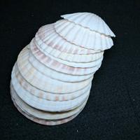 Conchiglie naturali bianche e rosa