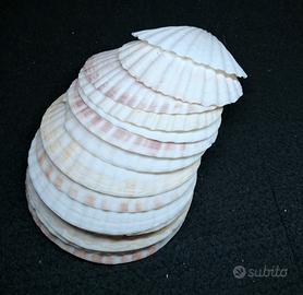 Conchiglie naturali bianche e rosa