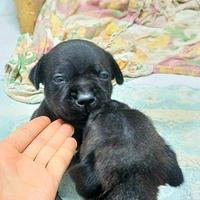Staffordshire Bull Terrier