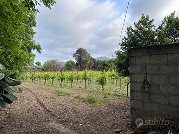 Terreno agricolo con vigneto