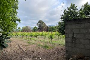 Terreno agricolo con vigneto