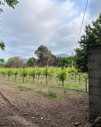 Terreno agricolo con vigneto