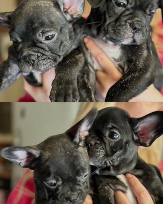 Cuccioli di Bouledogue Francese