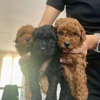 Cuccioli barboncino toy