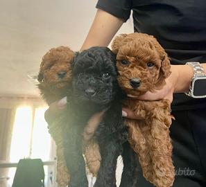 Cuccioli barboncino toy