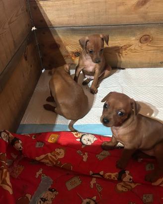 Cuccioli di pinscher