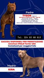 Ultimi 2 cuccioli di american pitbull terrier UKC