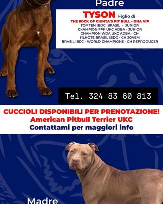 Ultimi 2 cuccioli di american pitbull terrier UKC