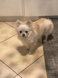 ? Chihuahua maschio a pelo lungo monta