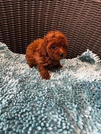 Cuccioli di barboncini toy e mini toy