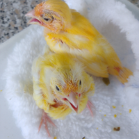 Uccelli canarini allevati a mano