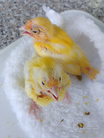 Uccelli canarini allevati a mano