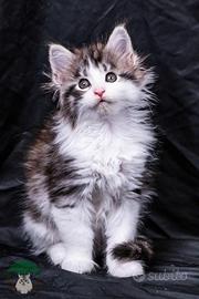 Cuccioli di Maine Coon