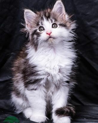 Cuccioli di Maine Coon